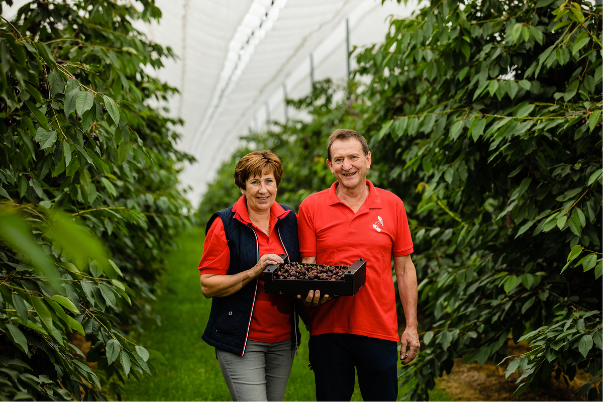 Kersenbedrijf Schaepkens in de boomgaard